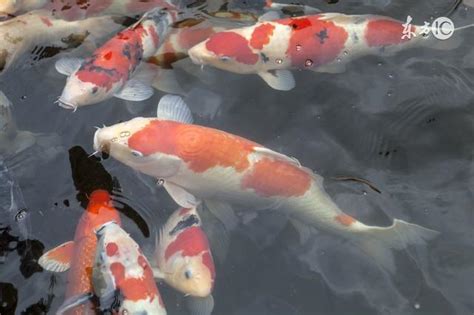 鯉魚死掉|養錦鯉突然死亡的原因有哪些